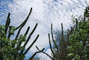 Spiny forest, Mangily, Southwest Madagascar 