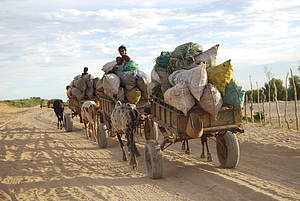 Charcoal traffic on the road to Tollara has increased 22-fold since the rains failed to arrive on time 