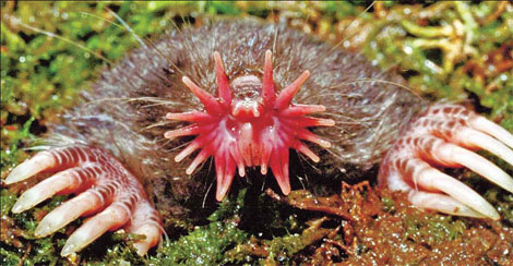Researchers are trying to learn why humans find some other animals, like the star-nosed mole, so unappealing. Kenneth Catania/EPA