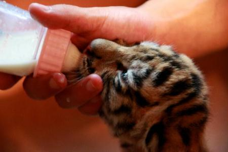 A Siberian tiger cub is fed with milk in the Hulinyuan park in Huangshang, east China's Anhui Province, Aug. 23, 2010. Two female Siberian tigers gave birth to three cubs here in July and August. 