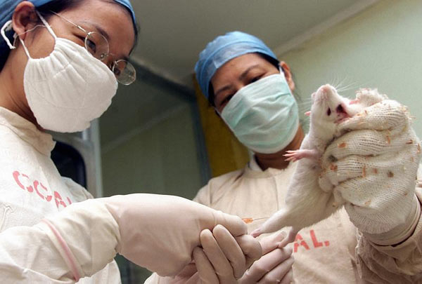 Lab staff experiment on a rat in Guangdong province in this file photo. [Provided to China Daily]