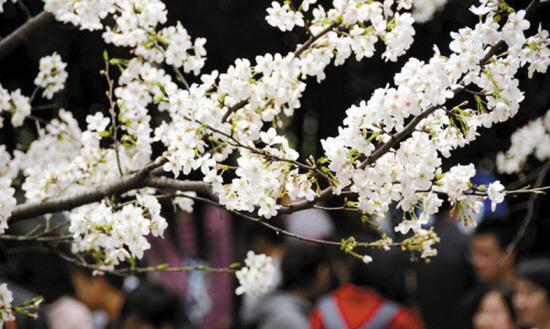 Wuhan University is under criticism that it is profiteering on the cherry trees that are blossoming on its campus.