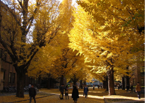 The University of Tokyo, one of the 'Top 15 most beautiful campuses in the world' by China.org.cn.
