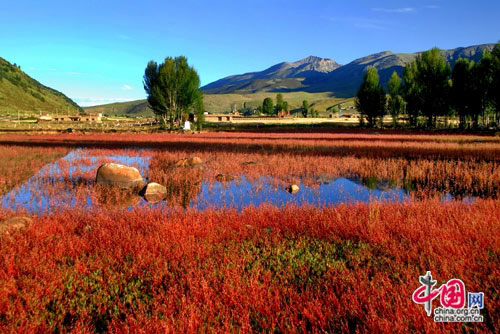 Daocheng, Sichuan, one of the 'top 10 autumn destinations in China' by China.org.cn.
