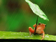 树蛙打伞