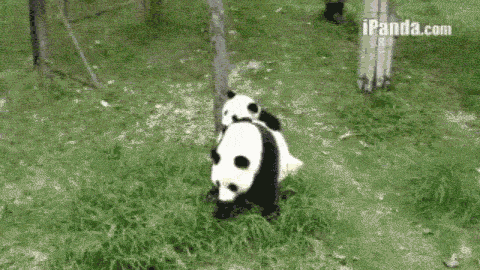 等等人家啦"今日一组熊猫宝宝的囧态动图爆红网络,熊猫圆滚滚的身体