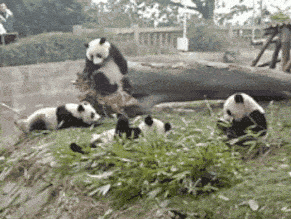 今日一组熊猫宝宝的蠢萌动图爆红网络,熊猫圆滚滚的身体,憨态可掬的