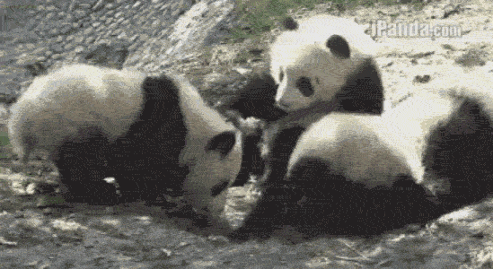 熊貓寶寶的囧態動圖爆紅網路