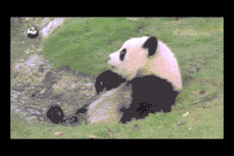熊貓寶寶的囧態動圖爆紅網路