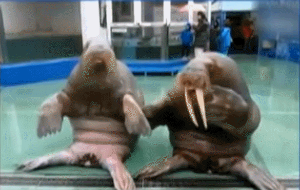 火星哥版洗脑神曲ppap走红网络,不少人还在网上晒出自己跳这段舞的