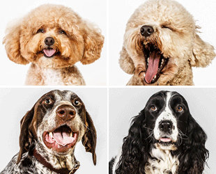 O'Briens Porträts von Hunden mit ihren unterschiedlichen Mimiken zeigen die verschiedenen Seiten unserer besten Freunde: süß, naiv, begeistert und fröhlich, aber auch ängstlich, arrogant und bisweilen sogar melancholisch...