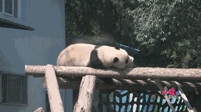 今早上凉快心情好,给你们看看我熊猫大侠的功夫.哎,过去了!