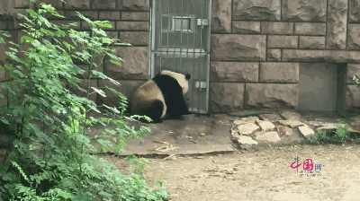 今天的竹子嫩!