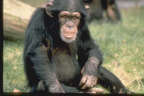 Una investigación demuestra que los chimpancés pueden ser tan generosos como los seres humanos