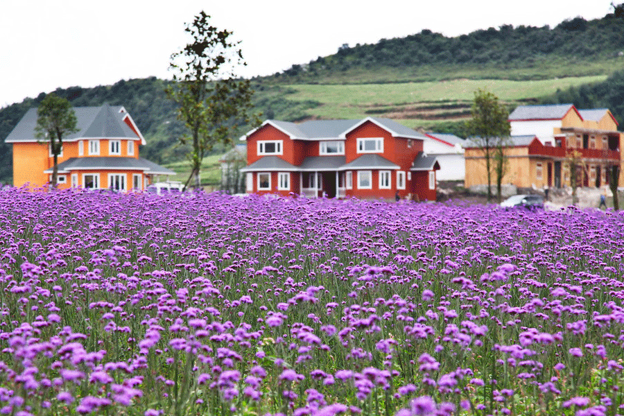 Mar de flores en Liupanshui, la 'Ciudad más Fresca' de China 2