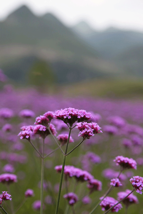 Mar de flores en Liupanshui, la 'Ciudad más Fresca' de China 4