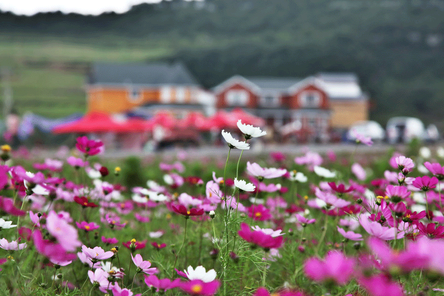 Mar de flores en Liupanshui, la 'Ciudad más Fresca' de China 5