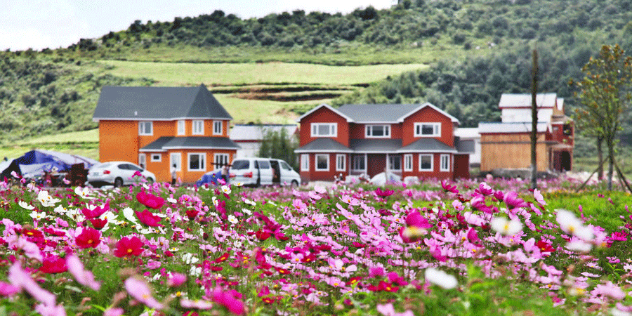 Mar de flores en Liupanshui, la 'Ciudad más Fresca' de China 6