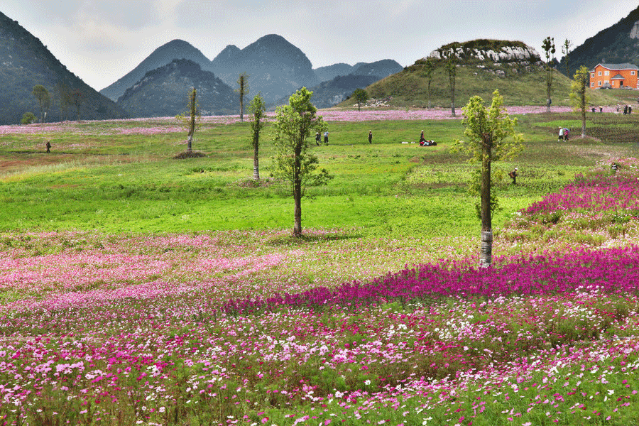 Mar de flores en Liupanshui, la 'Ciudad más Fresca' de China 7