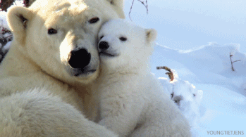 Diez gifs graciosos de cachorro de oso polar 