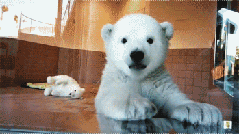 Diez gifs graciosos de cachorro de oso polar 