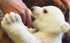 Diez gifs graciosos de cachorro de oso polar 