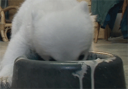 Diez gifs graciosos de cachorro de oso polar 