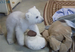 Diez gifs graciosos de cachorro de oso polar 