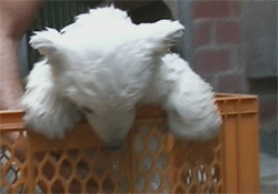Diez gifs graciosos de cachorro de oso polar 