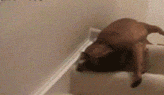 7 gif divertidos: perrito te enseña cómo bajar las escaleras