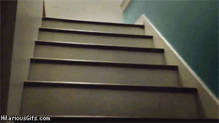 7 gif divertidos: perrito te enseña cómo bajar las escaleras