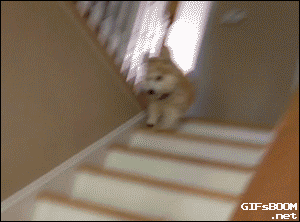 7 gif divertidos: perrito te enseña cómo bajar las escaleras