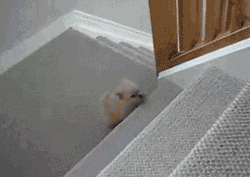 7 gif divertidos: perrito te enseña cómo bajar las escaleras