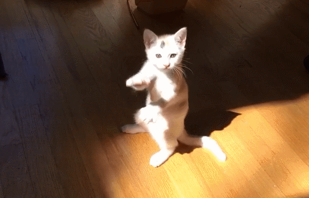 El gatito celebra el sol en su propia forma