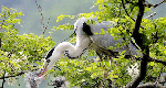 Egret Paradise