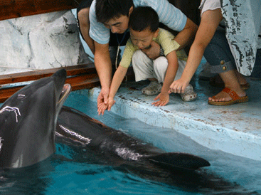 Autistic children date little dolphin