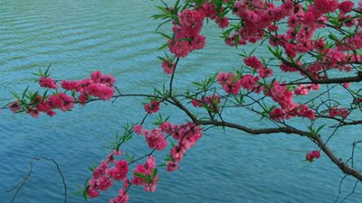 Blossoms of Purple Glow Lake