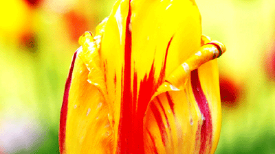 Beautiful tulips decorate spring