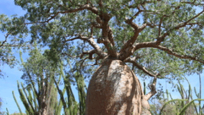 Baobabs in Madagascar