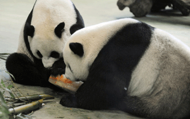 Panda Tuantuan (R) shares Yuanyuan's birthday cake in the zoo in Taipei of southeast China's Taiwan Province, Aug. 30, 2009.