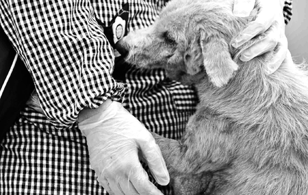 After feeding, a volunteer plays with each dog.