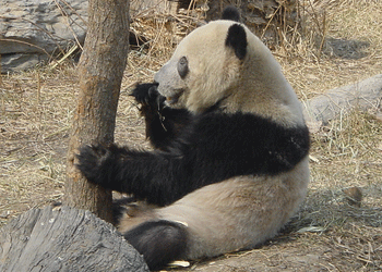 Beijing Zoo