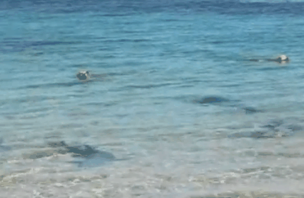 The odds seem stacked against the two dogs as at least seven sharks twice their size circled below them during a dip in the sea.