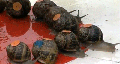 Snails donned their racing stripes for the 43rd Annual Snail Racing Championships in Lagardere, France.