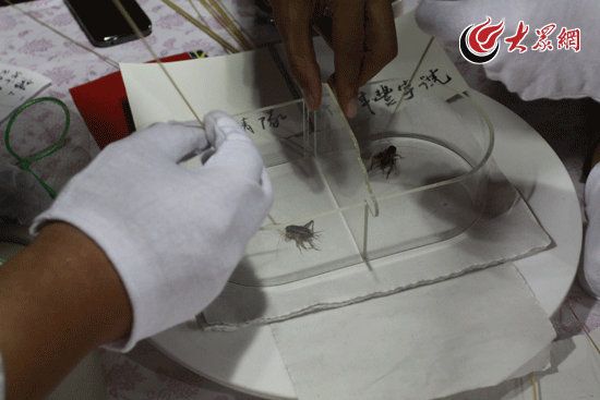 Crickets fight competition held in Shandong