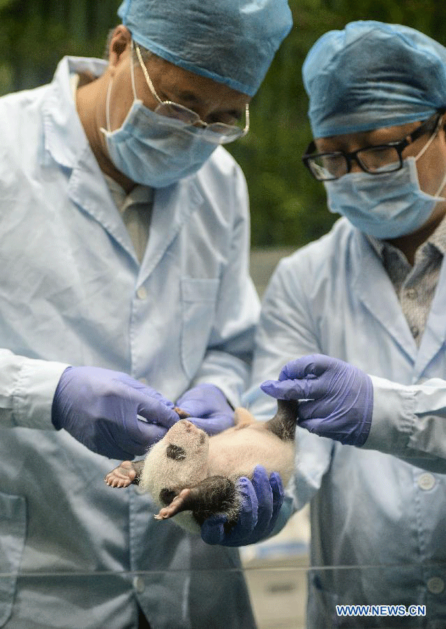 Rare set of giant panda triplets turn one month old