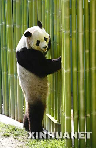 9月19日，来自中国的大熊猫“冰星”在马德里动物园中嬉戏。马德里动物园园长里卡多·埃斯特万说，于9月8日抵达这里的中国大熊猫“冰星”和“花嘴巴”在新家过得很好，身体都很健康。 新华社/法新 