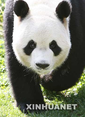 9月19日，来自中国的大熊猫“冰星”在马德里动物园中嬉戏。马德里动物园园长里卡多·埃斯特万说，于9月8日抵达这里的中国大熊猫“冰星”和“花嘴巴”在新家过得很好，身体都很健康。 新华社/法新 