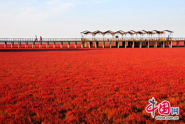 秋天的艳丽美景 '自然之谜'——盘锦红海滩[组图] 中国网 晓勇/摄影