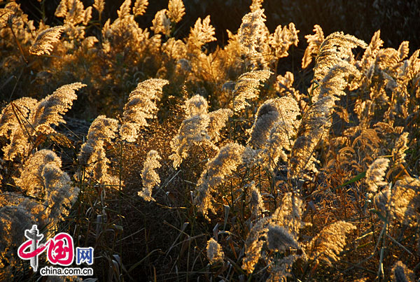 秋天的艷麗美景 '自然之謎'——盤錦紅海灘[組圖] 中國網 曉勇/攝影